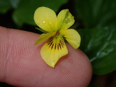 Viola glabella