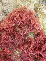 Sphaerococcus coronopifolius