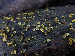 Chlorosplenium