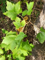 Ribes americanum