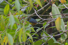 Euphonia gouldi