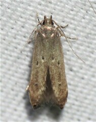 Perimede ricina