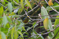 Euphonia gouldi