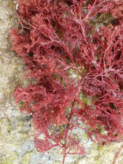 Sphaerococcus coronopifolius