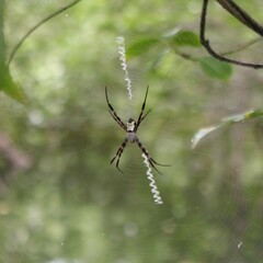 Argiope mangal