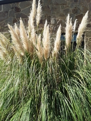 Cortaderia selloana