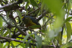 Euphonia gouldi