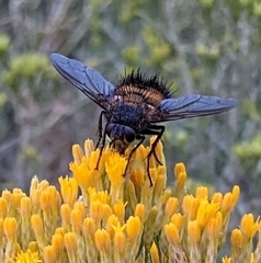Paradejeania rutilioides