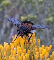 Paradejeania rutilioides