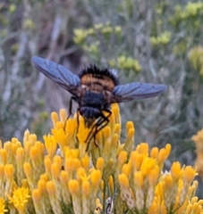 Paradejeania rutilioides