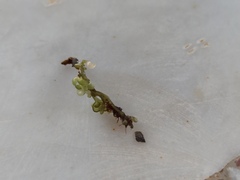 Botryocladia botryoides