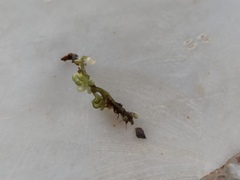 Botryocladia botryoides