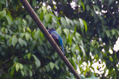 Trogon caligatus
