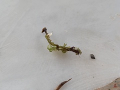 Botryocladia botryoides