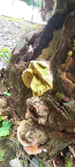 Coniophora puteana