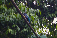 Trogon caligatus