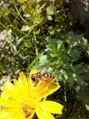 Syrphus vitripennis
