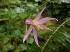 Erythronium revolutum
