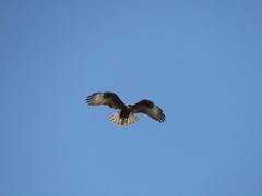 Buteo rufinus