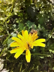 Syrphus vitripennis