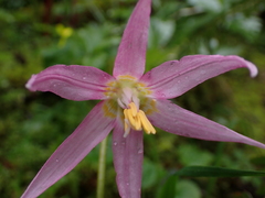 Erythronium revolutum