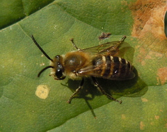 Colletes hederae
