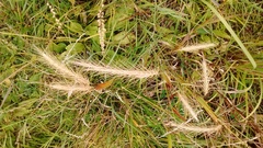 Elymus villosus