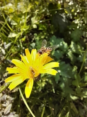Syrphus vitripennis