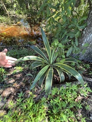 Agave angustifolia