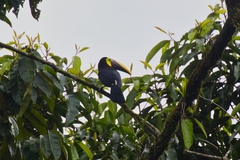 Ramphastos ambiguus