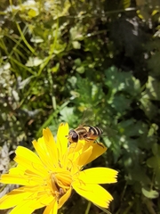 Syrphus vitripennis