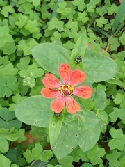Zinnia