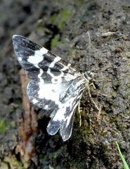 Trichodezia californiata