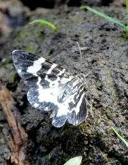 Trichodezia californiata