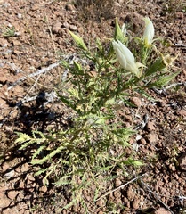 Mentzelia decapetala