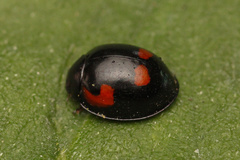 Exochomus quadripustulatus