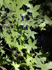 Acer truncatum