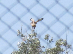 Buteo rufinus