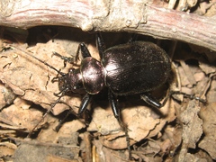 Calosoma inquisitor