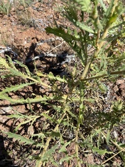 Mentzelia decapetala