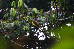 Megarynchus pitangua