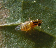 Chlorops