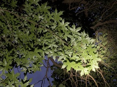 Acer truncatum