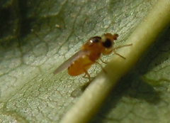 Chlorops