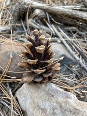 Pinus monticola