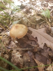 Rhodocollybia
