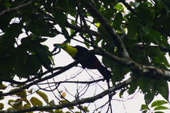 Ramphastos sulfuratus