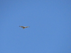 Buteo rufinus