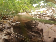 Rhodocollybia