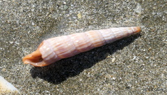 Terebridae